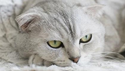 射击项目中，女将心态稳定，包揽冠军