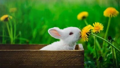 不莱梅遇险胜利，德甲保级前景乐观